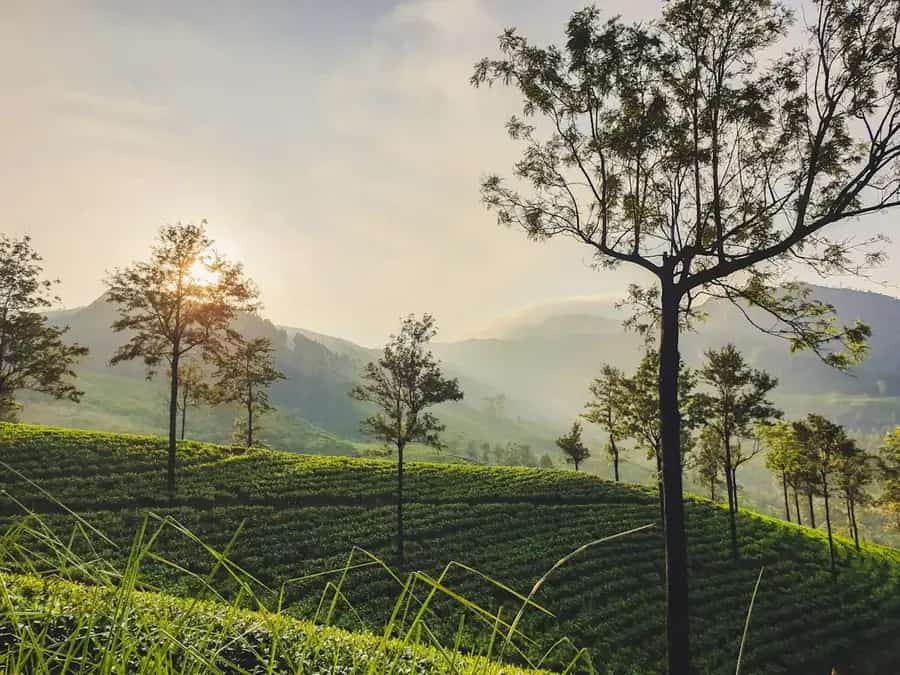 Sunrise over a tea estate in Sri Lanka