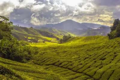 Tea estate in the hills around Nuwara Eliya